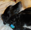 Rollie-ADOPTED 08.25.13