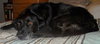 Rollie-ADOPTED 08.25.13