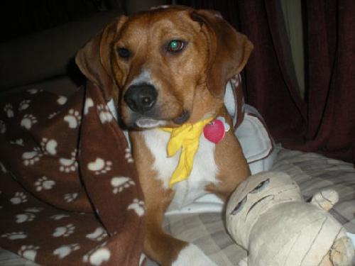 Fritz 