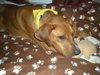 Fritz 