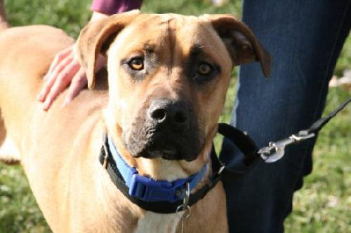 Indiana Jones - ADOPTED 01.15.12
