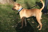 Indiana Jones - ADOPTED 01.15.12