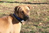 Indiana Jones - ADOPTED 01.15.12