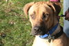 Indiana Jones - ADOPTED 01.15.12