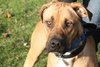 Indiana Jones - ADOPTED 01.15.12