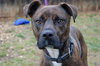 Cosmo - ADOPTED 06.03.12