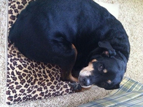 Zoey - ADOPTED 02.02.12