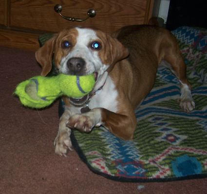 Wilma-ADOPTED 3.4.12