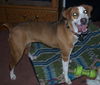 Wilma-ADOPTED 3.4.12
