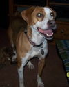 Wilma-ADOPTED 3.4.12