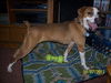 Wilma-ADOPTED 3.4.12