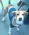 Wilma-ADOPTED 3.4.12