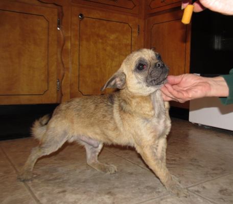 Pugsley-PENDING