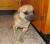Pugsley-PENDING