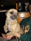 Pugsley-PENDING