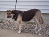Stella - ADOPTED 1.29.12