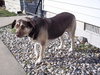 Stella - ADOPTED 1.29.12