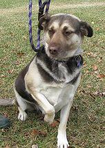 Stella - ADOPTED 1.29.12