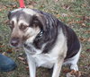 Stella - ADOPTED 1.29.12