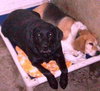 Bo-ADOPTED-2.26.12