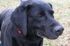 Bo-ADOPTED-2.26.12