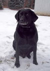 Bo-ADOPTED-2.26.12