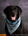 Bo-ADOPTED-2.26.12