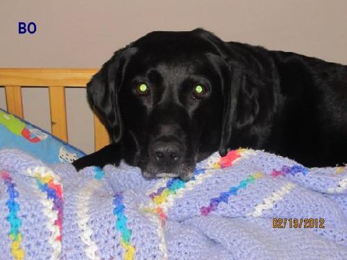Bo-ADOPTED-2.26.12
