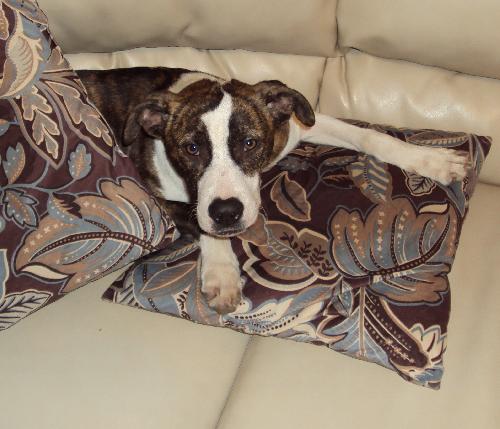 Rosie - ADOPTED 02.11.12