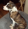 Rosie - ADOPTED 02.11.12