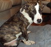 Rosie - ADOPTED 02.11.12