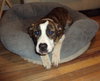 Rosie - ADOPTED 02.11.12