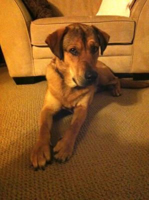 Sully-ADOPTED 1.18.12