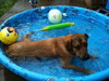 Sully-ADOPTED 1.18.12