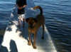 Sully-ADOPTED 1.18.12