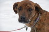 Kiera-ADOPTED 3.1.12