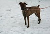 Kiera-ADOPTED 3.1.12