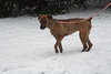 Kiera-ADOPTED 3.1.12