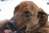 Kiera-ADOPTED 3.1.12