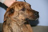 Kiera-ADOPTED 3.1.12