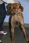Kiera-ADOPTED 3.1.12