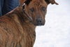 Kiera-ADOPTED 3.1.12