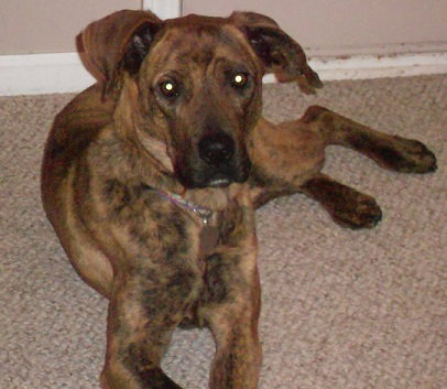 Kiera-ADOPTED 3.1.12