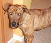 Kiera-ADOPTED 3.1.12