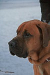 Spartacus