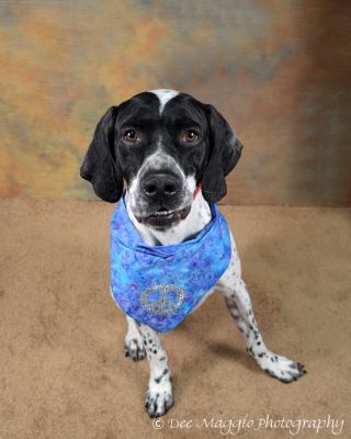 Gauge - ADOPTED 04.01.12