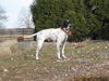 Gauge - ADOPTED 04.01.12