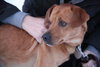 Armani-ADOPTED-2.10.12