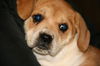 Zd Litter-Sophia-ADOPTED 2.8.12