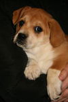 Zd Litter-Sophia-ADOPTED 2.8.12